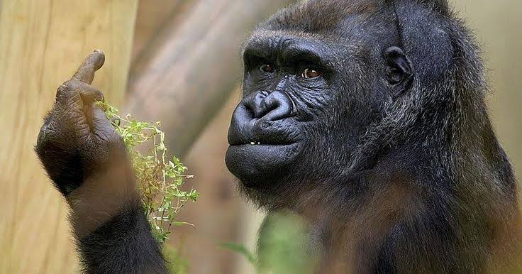 There's Always a Gorilla in the Room. It's time to give it a seat at the table.